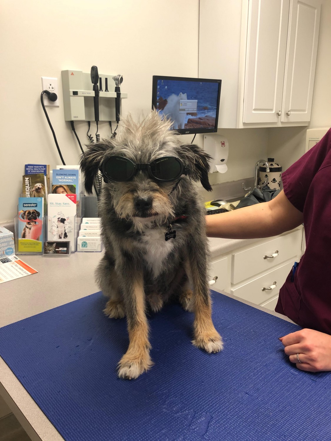 Dog Wearing Protective Goggles