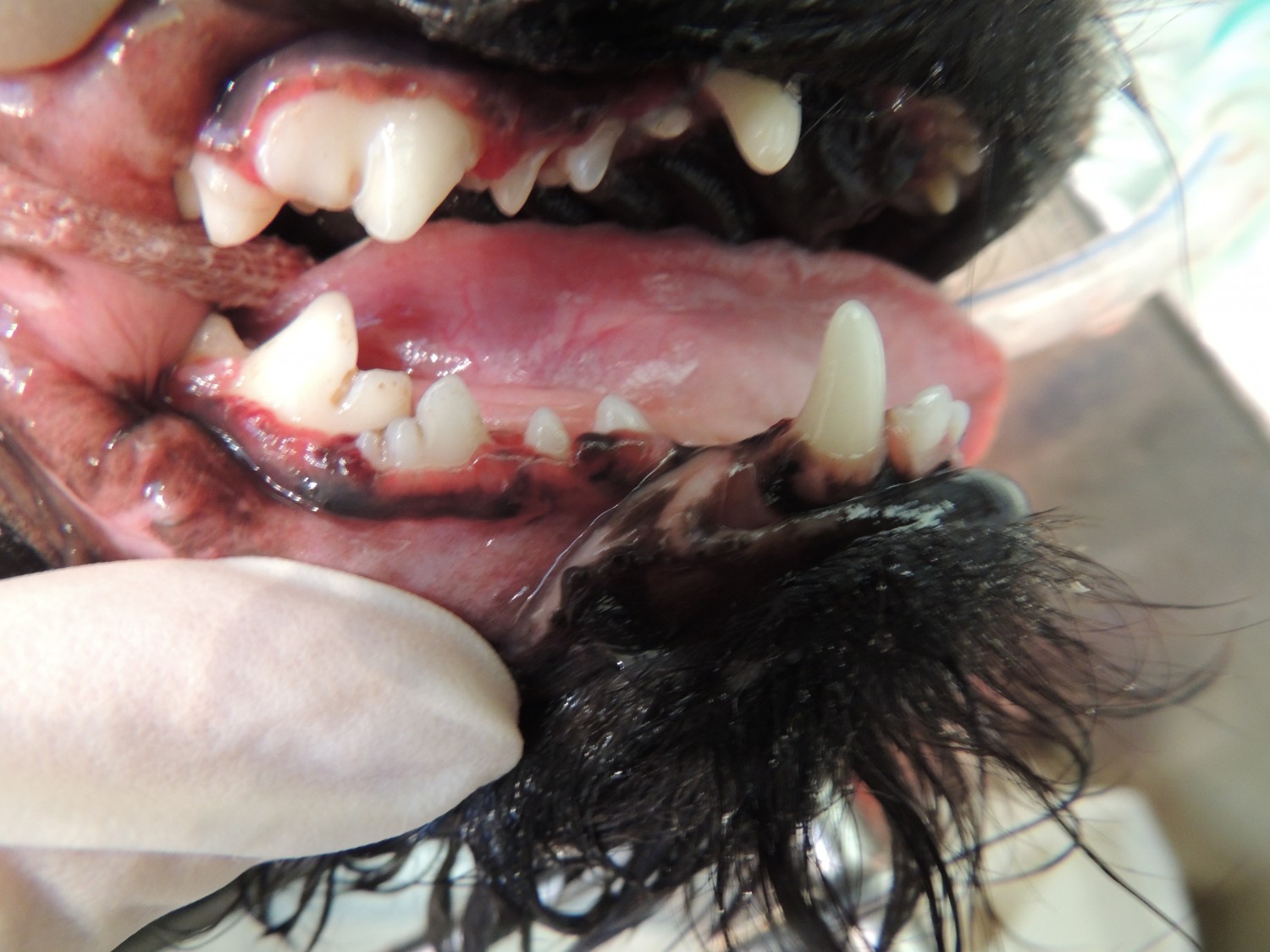 Dog's teeth after they have been scaled, cleaned, and probed