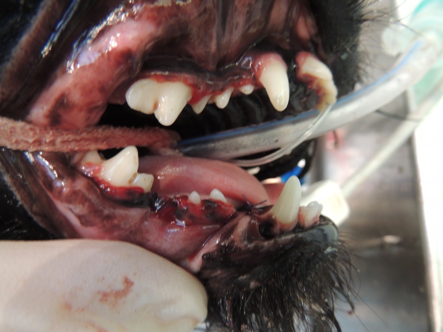 Image of Dog Following Extraction of Diseased Teeth