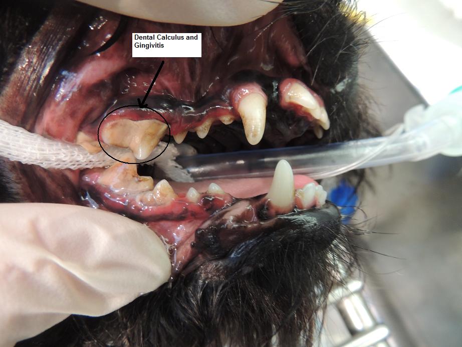 Dog's teeth before any scaling, probing, or polishing has been performed