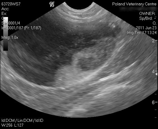 Ultrasound of Sediment in Cat's Bladder
