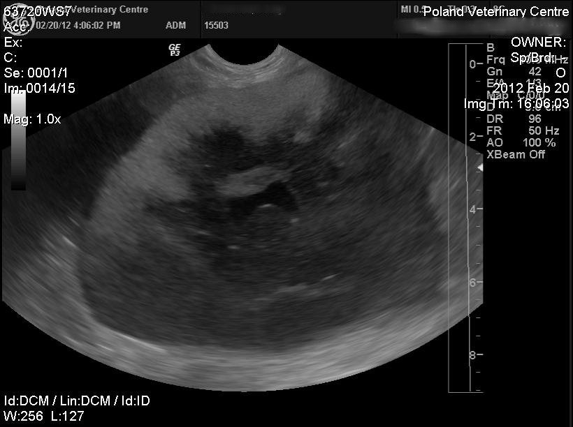 Ultrasound of a Cat's Tumor